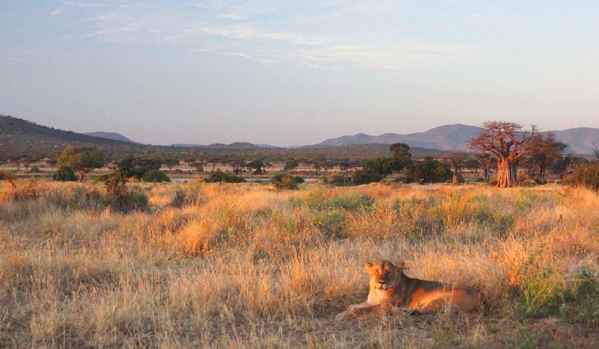 Une lionne parmi la très population de lions qui sont observés dans le parc national de Ruaha