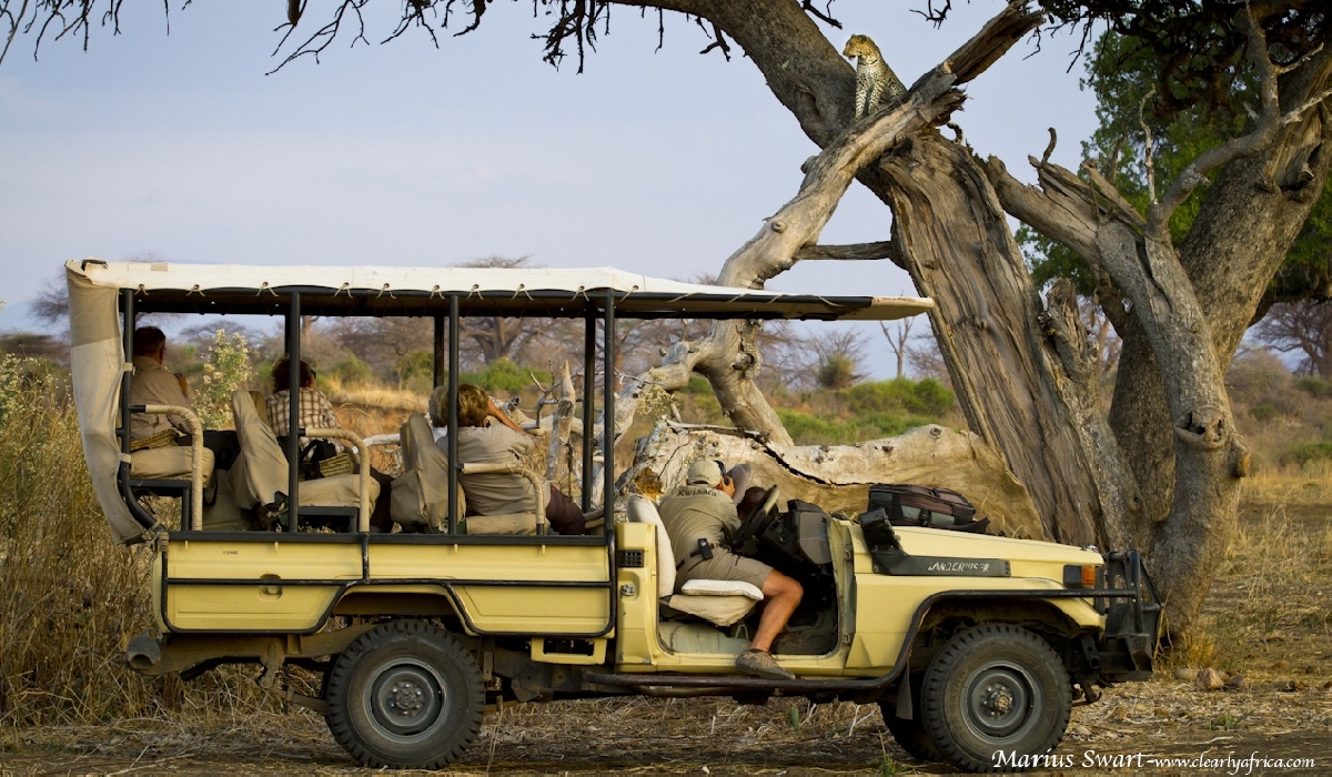 Des voyageurs aux premières loges pour observer un léopard de Ruaha