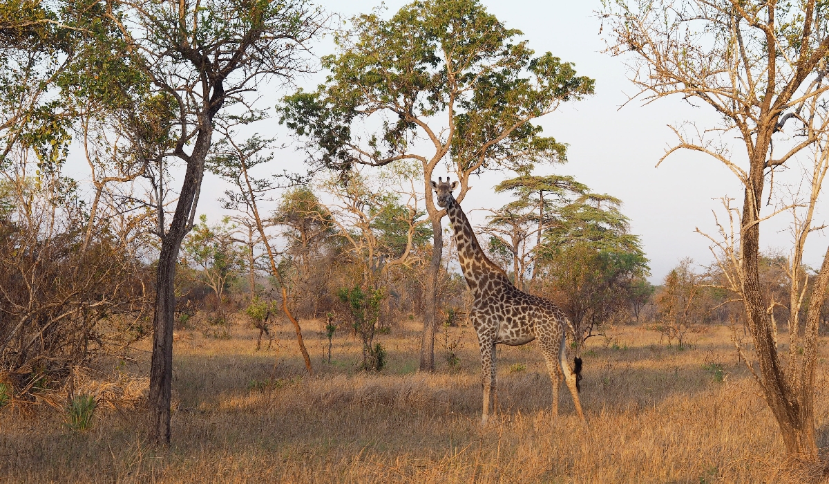 Girafe dans le parc national de Saadani