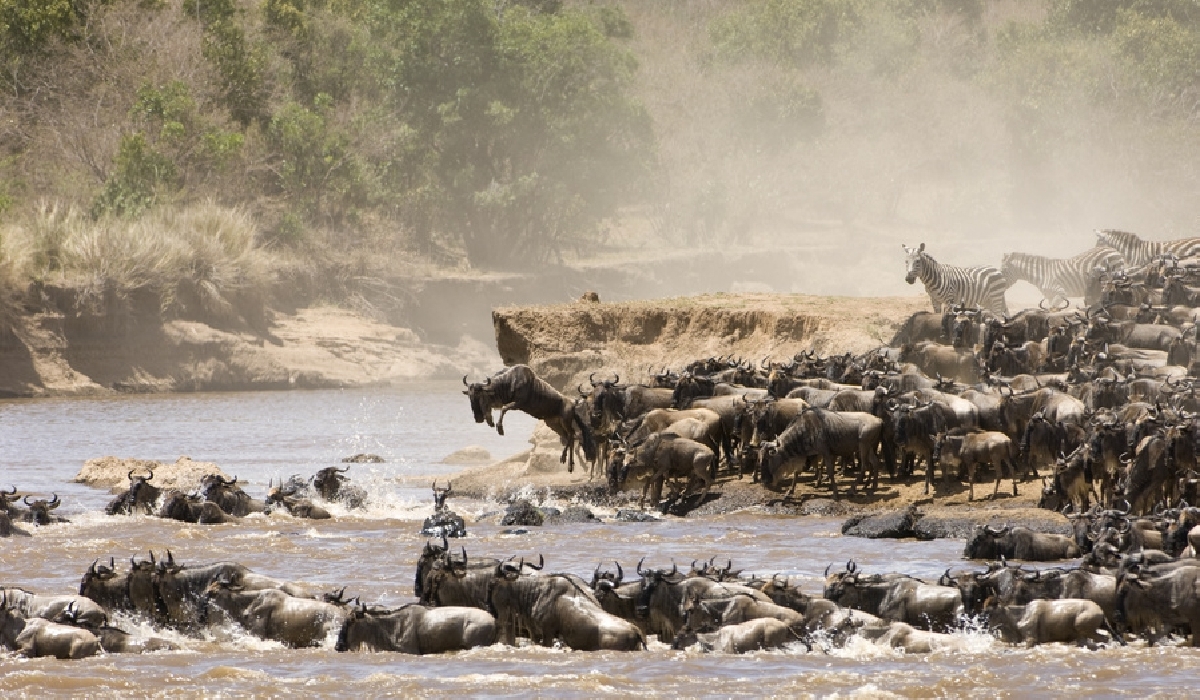 La traversée tumultueuse de la rivière Mara par les troupeaux de la grande migration au nord du Serengeti