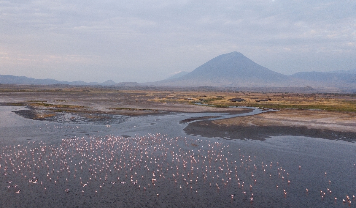 Concentration de flamants roses sur le Natron avec le volcan Lengaï en arrière plan
