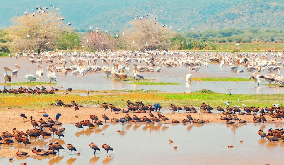 Formidable diversité d'oiseaux dans le parc du lac Manyara