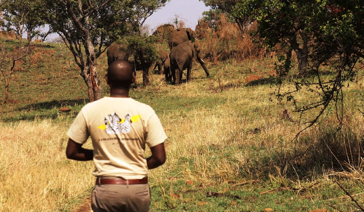 Safari à pied avec l'équipe du Grumeti Hills