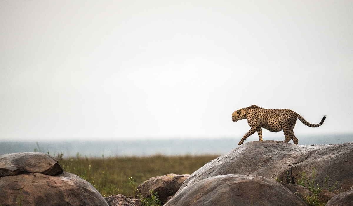 Guépard sur un kopje dans le parc du Serengeti