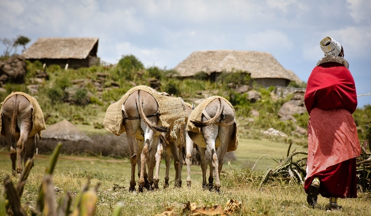 Arrivée à pied au camp Olduvai Ndogo escorté par des masaïs avec les bagages chargés à dos de mulet