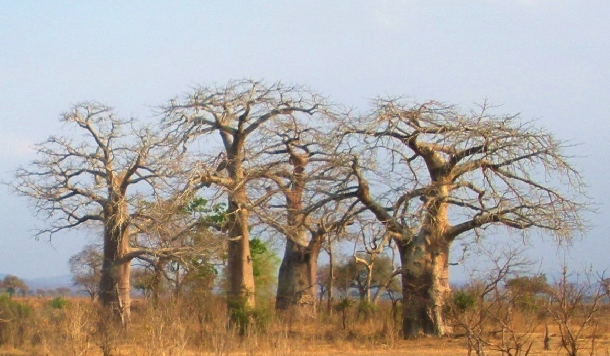 Baobabs emblématiques du parc de Mikumi