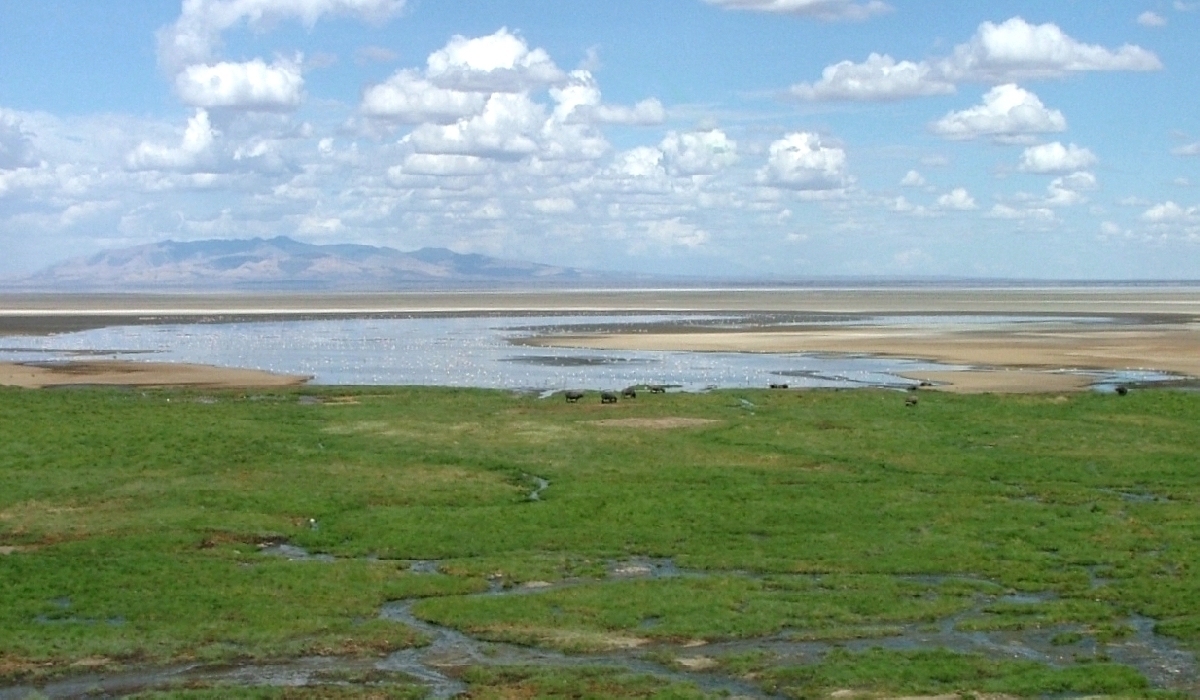 Les marais qui bordent le nord du lac Manyara