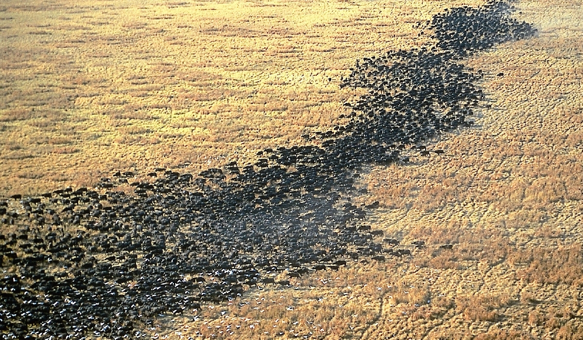 Immense concentration de buffles dans le parc de Katavi