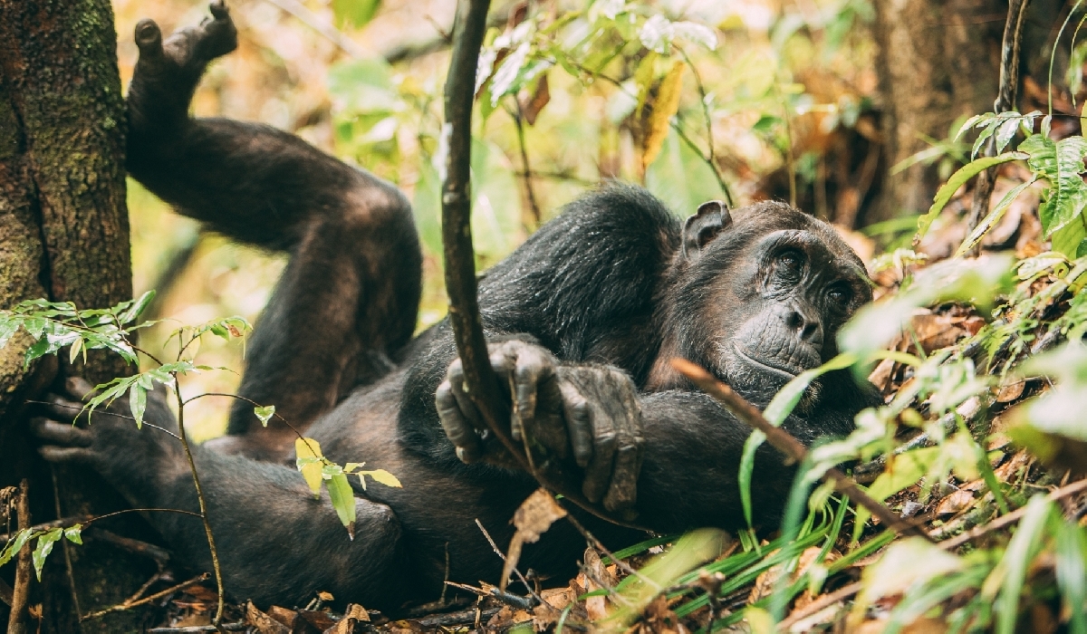 Rencontres avec les chimpanzés dans le parc national de Mahale