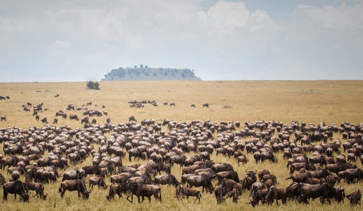 Concentration de gnous aux confins nord du Serengeti