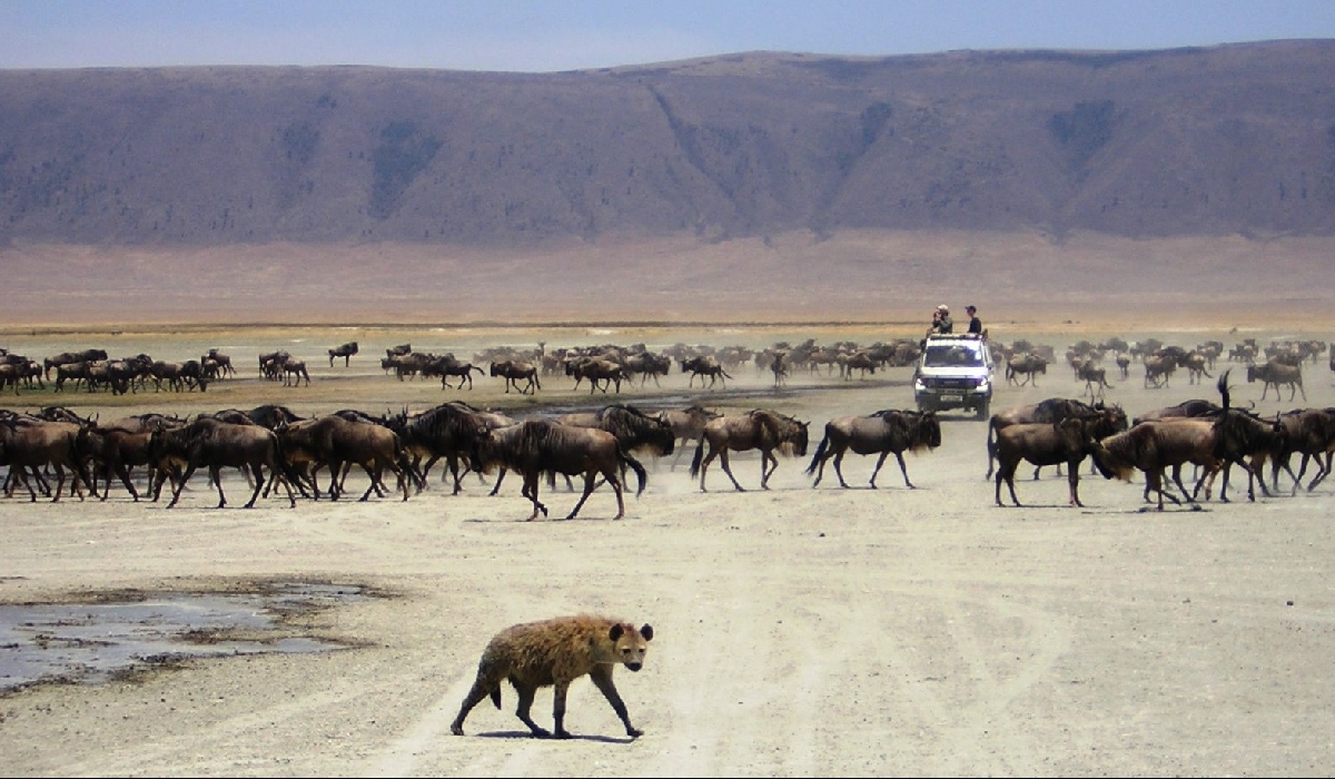 Safari dans le Ngorongoro