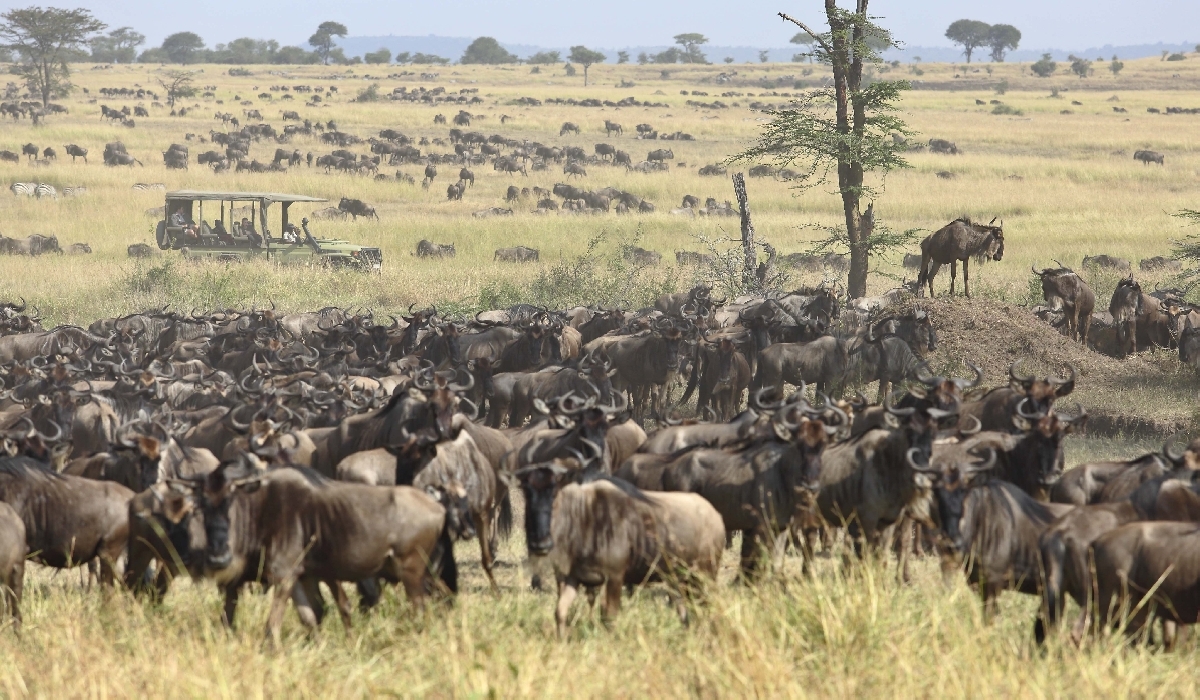Safari en 4x4 avec observation des concentrations de gnous de la grande migration