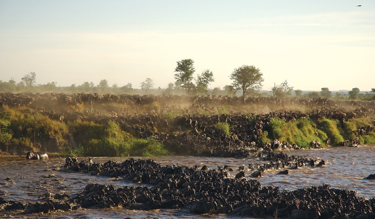 Traversée de la rivière Mara par des milliers de gnous