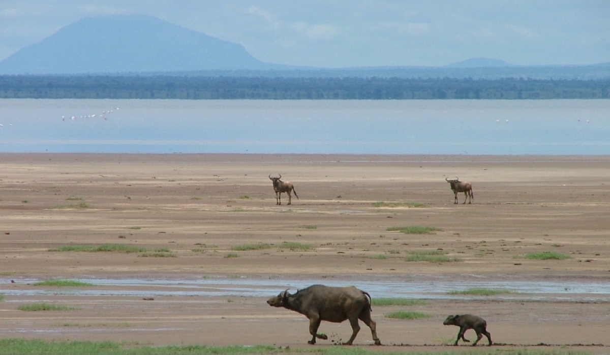 Paysages étonnants du lac Manyara