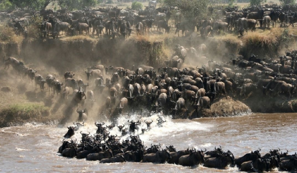 Traversée de la rivière Mara par la grande migration dans le nord Serengeti