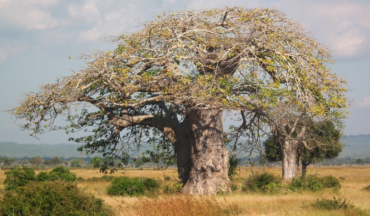 Baobab après la saison des pluies dans le parc de Mikumi