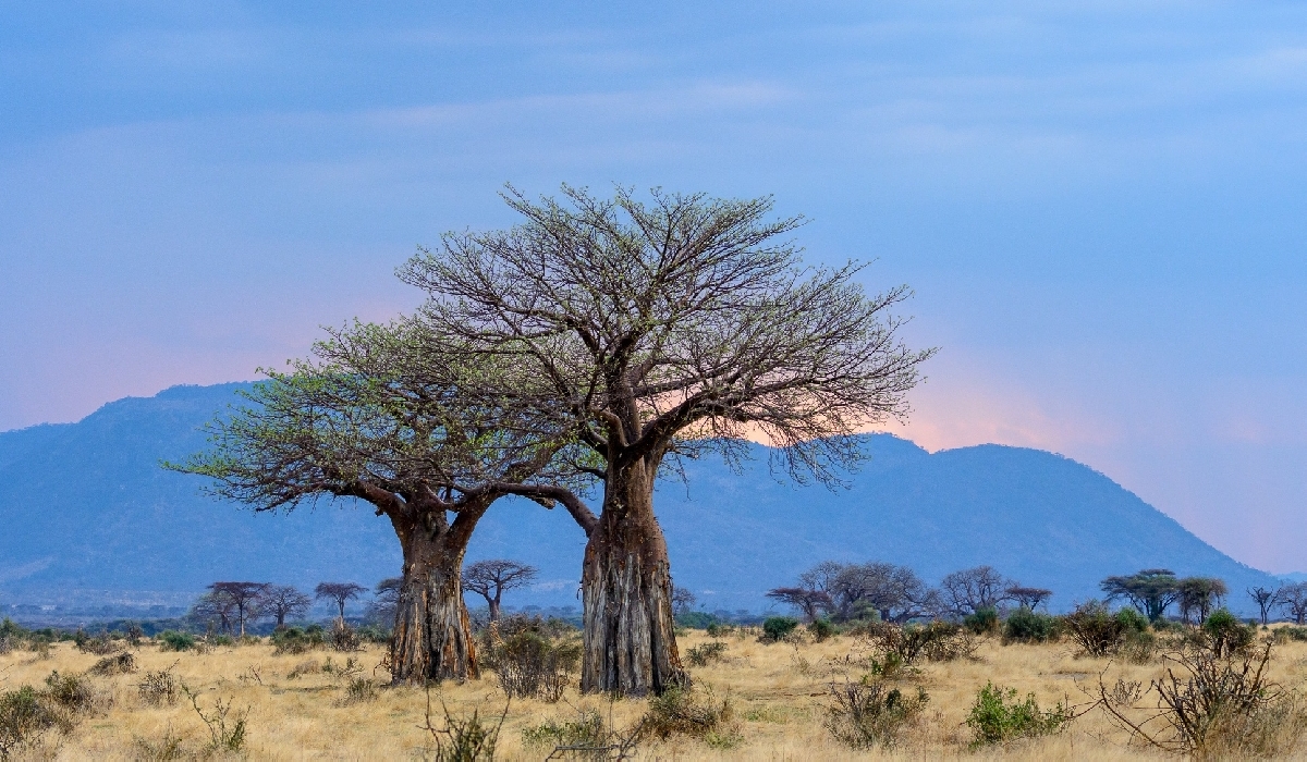 Des baobabs du parc de Ruaha 