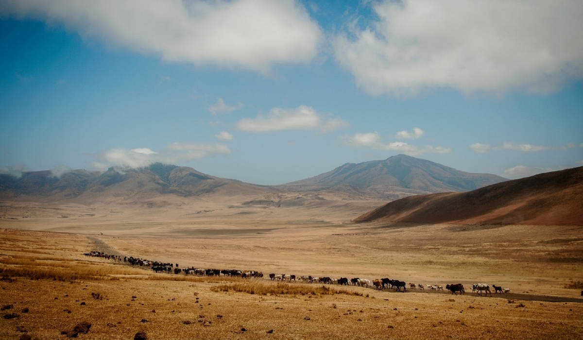 Bergers masaïs et troupeaux dans le Ngorongoro