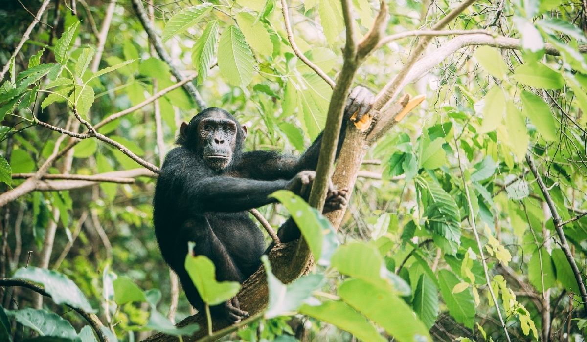Rencontre avec un chimpanzé de Mahale