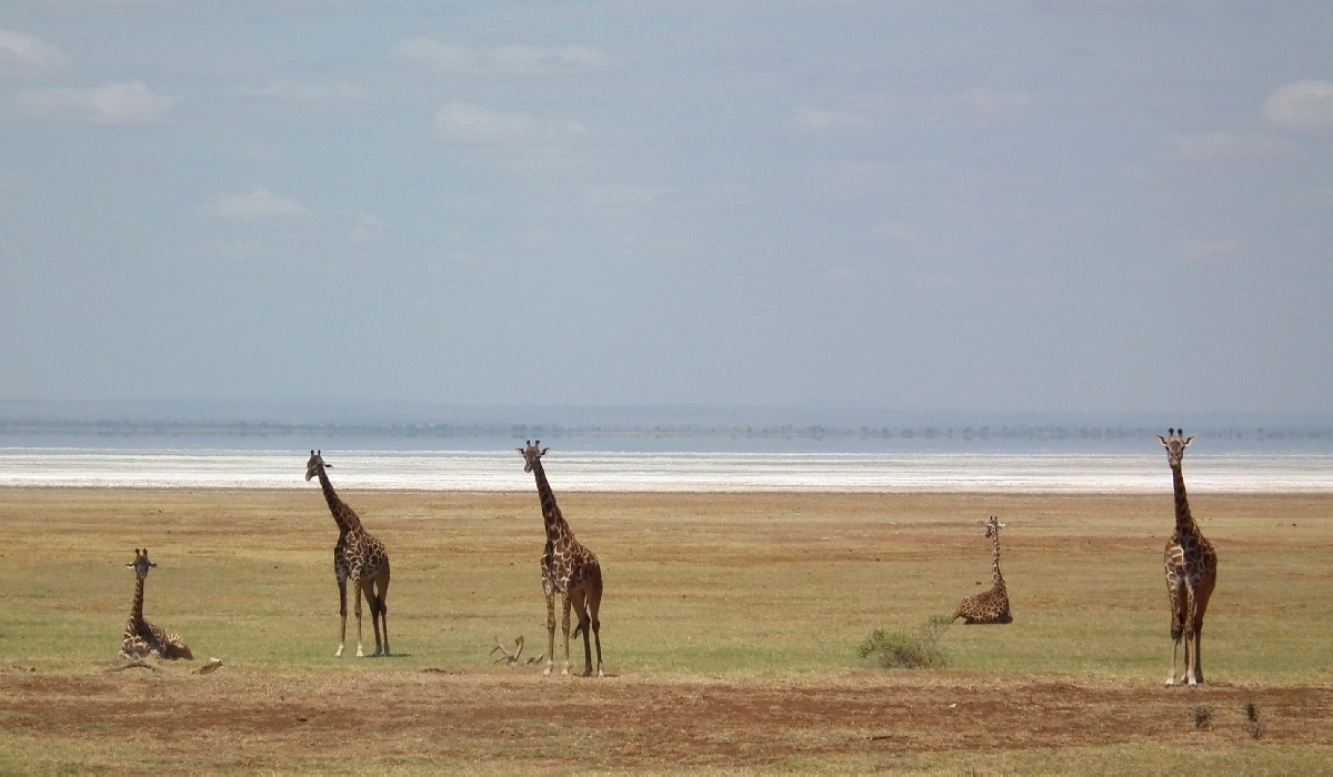 Girafes dans la plaine bordant le lac Manyara