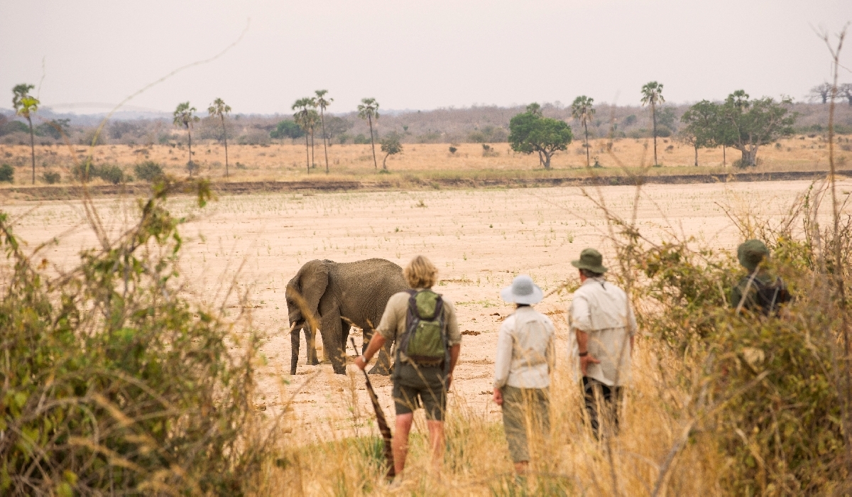Approche d'un éléphant lors d'un safari à pied dans le parc de Ruaha