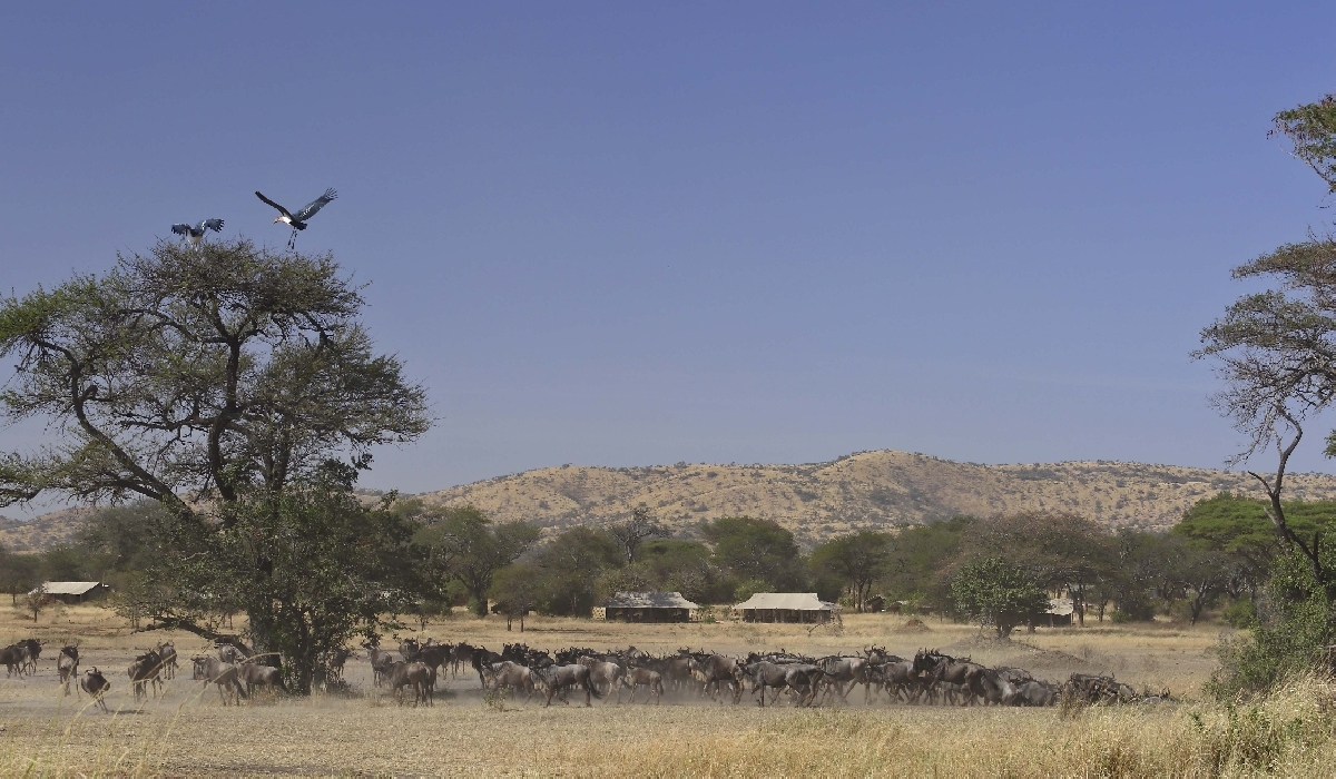 Passage d'un troupeau de gnous à proximité d'un camp mobile qui suit la grande migration 